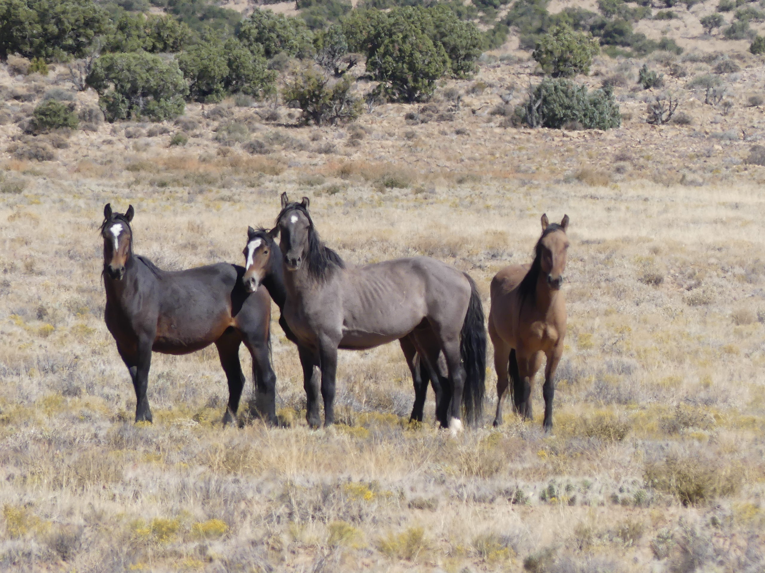 San Rafael Swell Horseback Riding Trips - Hondoo Rivers & Trails